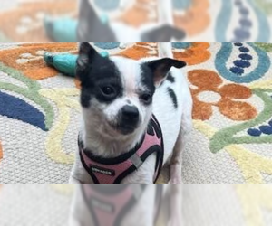 Boston Huahua Dogs for adoption in New York, NY, USA