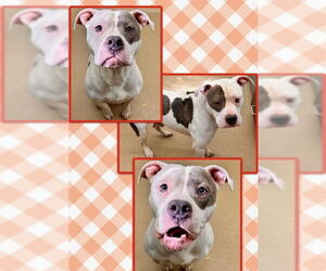 American Pit Bull Terrier Dogs for adoption in Derwood, MD, USA