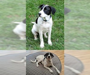 Lab-Pointer Dogs for adoption in Chantilly, VA, USA