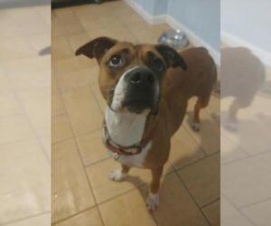 Bulloxer Dogs for adoption in Alva, FL, USA