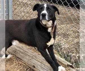 Border Collie-Unknown Mix Dogs for adoption in Jasper, IN, USA