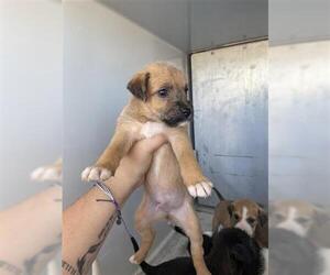 Mutt Dogs for adoption in Houston, TX, USA