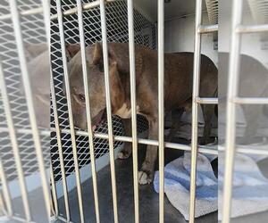 American Pit Bull Terrier Dogs for adoption in Bakersfield, CA, USA