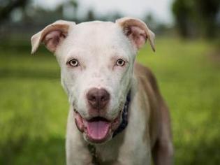 Small American Pit Bull Terrier