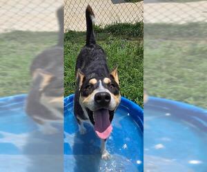 German Shepherd Dog-Unknown Mix Dogs for adoption in Augusta, GA, USA