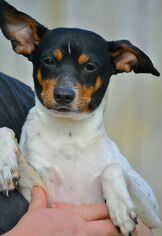 Jack Russell Terrier Dogs for adoption in Tuscumbia, AL, USA