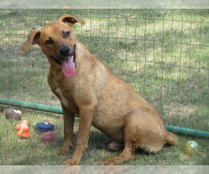 Mutt Dogs for adoption in Carthage, AR, USA