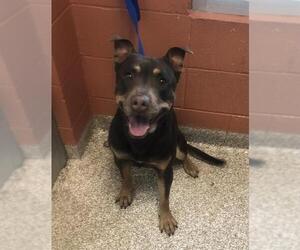 American Pit Bull Terrier-Australian Kelpie Mix Dogs for adoption in Pueblo, CO, USA