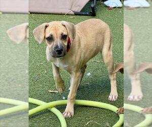 Labrador Retriever-Unknown Mix Dogs for adoption in Dedham, MA, USA