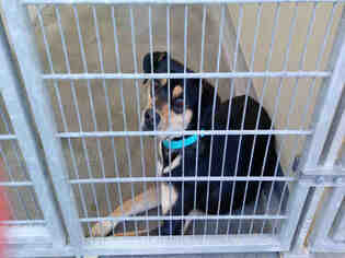 Beagle-Unknown Mix Dogs for adoption in Texas City, TX, USA
