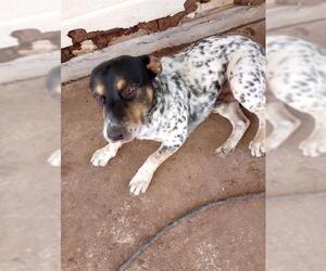 American Staffordshire Terrier-Unknown Mix Dogs for adoption in San Antonio, TX, USA