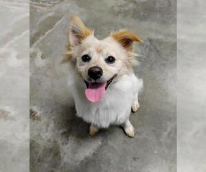 Pomeranian Dogs for adoption in Camarillo, CA, USA