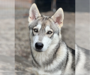 Huskies -Unknown Mix Dogs for adoption in Redmond, WA, USA