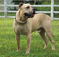 American Bulldog-Bullmastiff Mix Dogs for adoption in Norwood, GA, USA