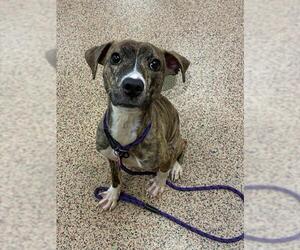 Mutt Dogs for adoption in Springfield, MA, USA