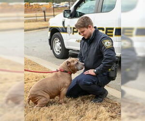 Mutt Dogs for adoption in Glen Allen, VA, USA