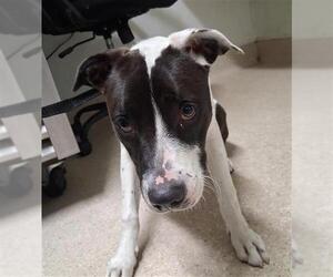 American Pit Bull Terrier Dogs for adoption in Bakersfield, CA, USA