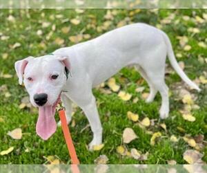 Argentinian Mastiff-Unknown Mix Dogs for adoption in Martinez, CA, USA