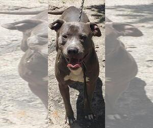 American Pit Bull Terrier Dogs for adoption in Alexander, AR, USA