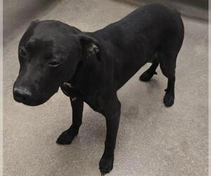 American Pit Bull Terrier-Unknown Mix Dogs for adoption in HESPERIA, CA, USA