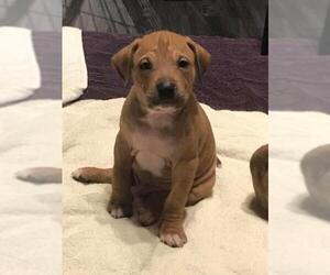 Staffordshire Bull Terrier Dogs for adoption in Newaygo, MI, USA