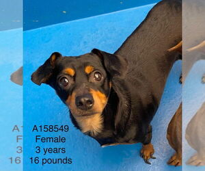 Chihuahua-Unknown Mix Dogs for adoption in Calgary, Alberta, Canada