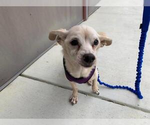Chihuahua Dogs for adoption in Vallejo, CA, USA