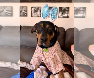 Mutt Dogs for adoption in New London, WI, USA