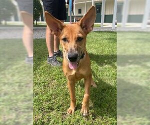 Carolina Dog Dogs for adoption in Naples, FL, USA