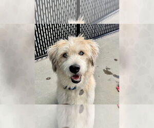 Mutt Dogs for adoption in Weaverville, NC, USA