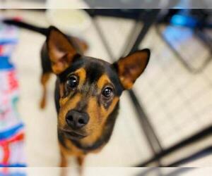 Shiba Inu Dogs for adoption in Sugar Land, TX, USA