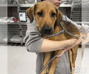 Mutt Dogs for adoption in Washington, DC, USA