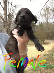 Medium Photo #1 Shepradors Puppy For Sale in SHERBURNE, NY, USA