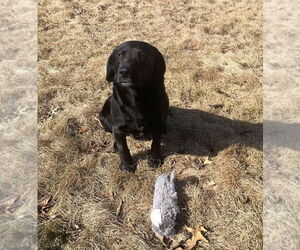 Labrador Retriever-Unknown Mix Dogs for adoption in Glen Haven, WI, USA