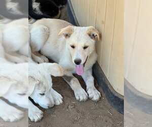 Great Pyrenees-Unknown Mix Dogs for adoption in Alturas, CA, USA