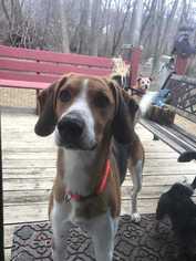 Coonhound Dogs for adoption in Glen Haven, WI, USA