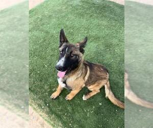 Mutt Dogs for adoption in HESPERIA, CA, USA