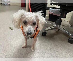 Poodle (Miniature) Dogs for adoption in Pasadena, CA, USA