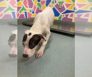 Mutt Dogs for adoption in Baytown, TX, USA