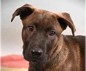 American Pit Bull Terrier-Unknown Mix Dogs for adoption in Fort Collins, CO, USA