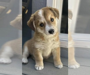 Pembroke Welsh Corgi-Spaniel Mix Dogs for adoption in Anchorage, AK, USA