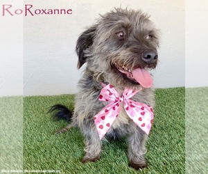 Silky Terrier-Unknown Mix Dogs for adoption in San Diego, CA, USA