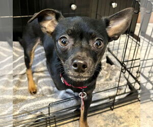 Chihuahua-Unknown Mix Dogs for adoption in Mount Laurel, NJ, USA