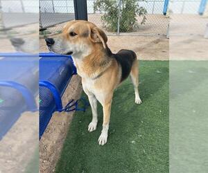 German Shepherd Dog-Unknown Mix Dogs for adoption in HESPERIA, CA, USA