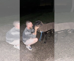 Great Dane Dogs for adoption in Bullard, TX, USA