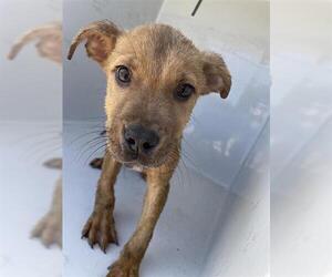 Black Mouth Cur-Unknown Mix Dogs for adoption in Houston, TX, USA