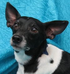Rat Terrier Dogs for adoption in Cuba, NY, USA