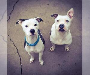 American Pit Bull Terrier Dogs for adoption in Overland Park, KS, USA