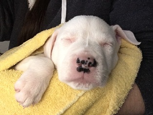 Medium Photo #1 American Pit Bull Terrier-Unknown Mix Puppy For Sale in Livonia, MI, USA