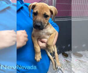 Mutt Dogs for adoption in Jackson Township, NJ, USA